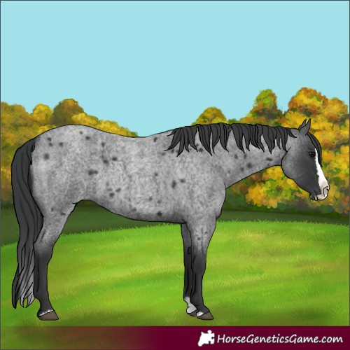 Horse Color:Blue Roan Splash 