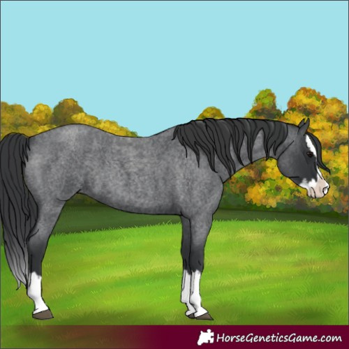 Horse Color:Blue Roan Splash