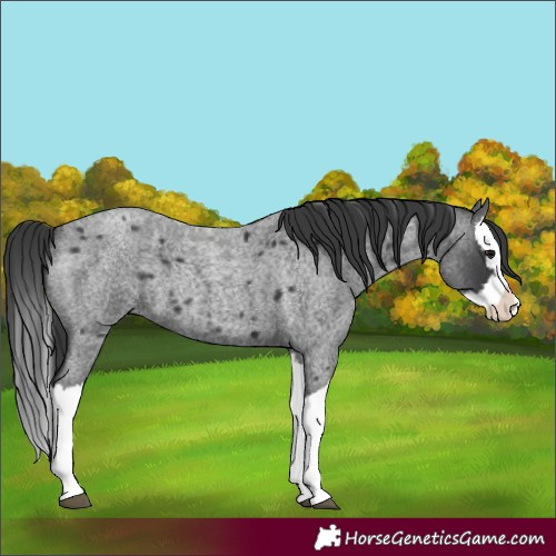 Horse Color:Blue Roan Splash 