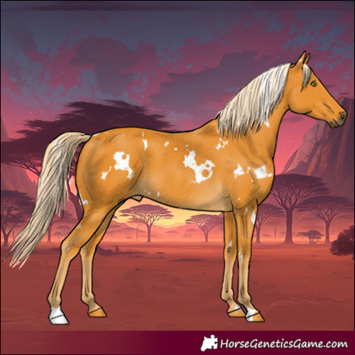 Horse Color:Gray White Spotted Palomino 