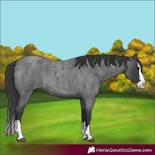 Horse Color:Blue Roan Splash 