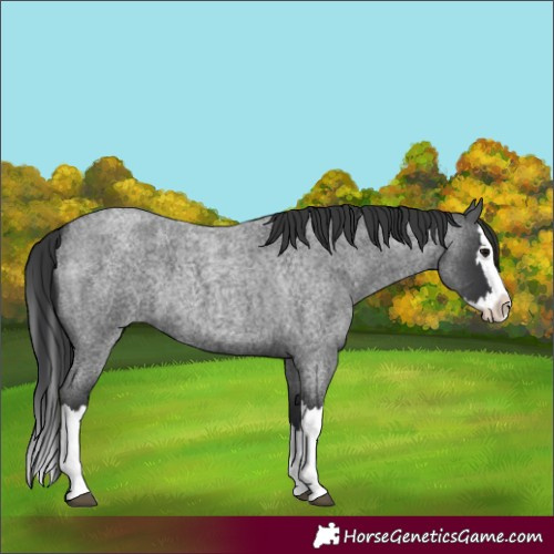 Horse Color:Blue Roan Splash 