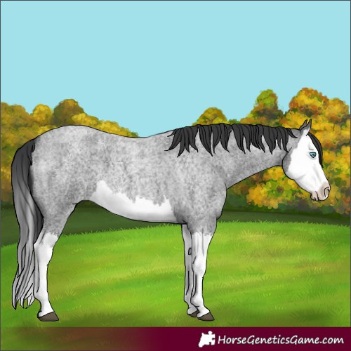 Horse Color:Blue Roan Splash 