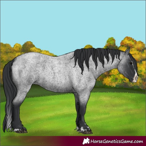 Horse Color:Blue Roan Splash