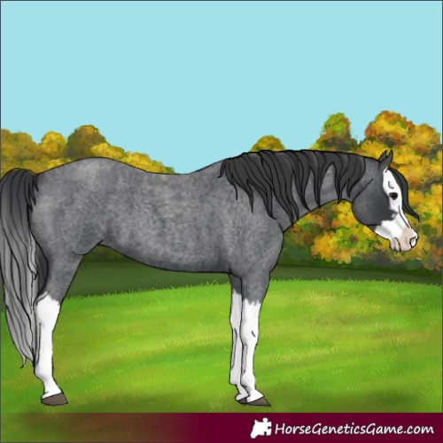 Horse Color:Blue Roan Splash 