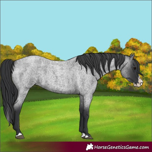 Horse Color:Blue Roan Splash 