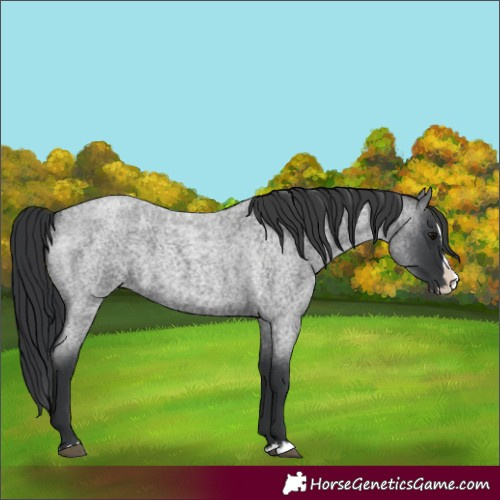 Horse Color:Blue Roan Splash 
