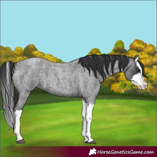 Horse Color:Blue Roan Splash
