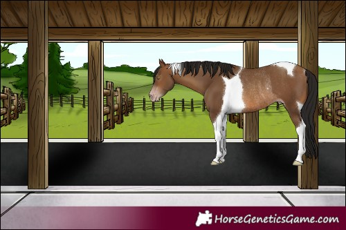 Horse Color:Gray Amber Champagne Tobiano Rabicano