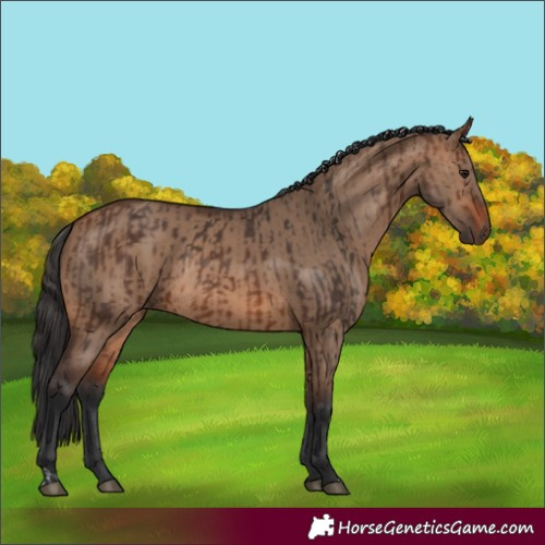 Horse Color:Brown Rabicano  and Brown Dun Rabicano 