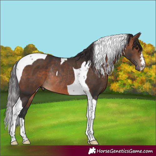 Horse Color:Brown Tobiano Rabicano