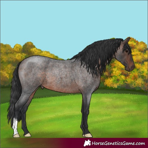 Horse Color:Bay Roan