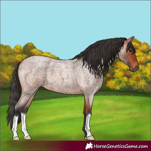 Horse Color:Bay Roan 