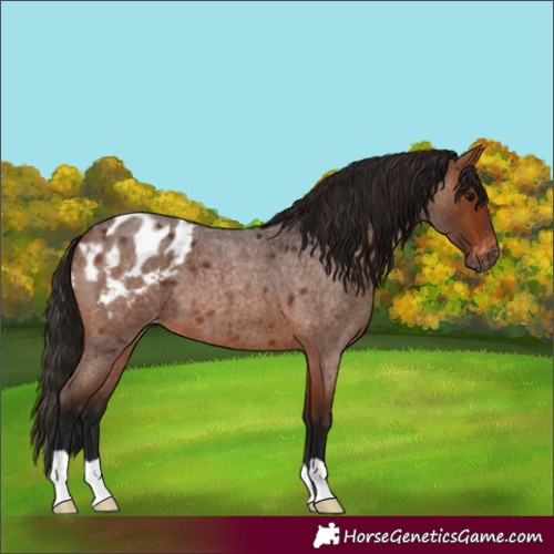 Horse Color:Gray Bay Roan Blanket