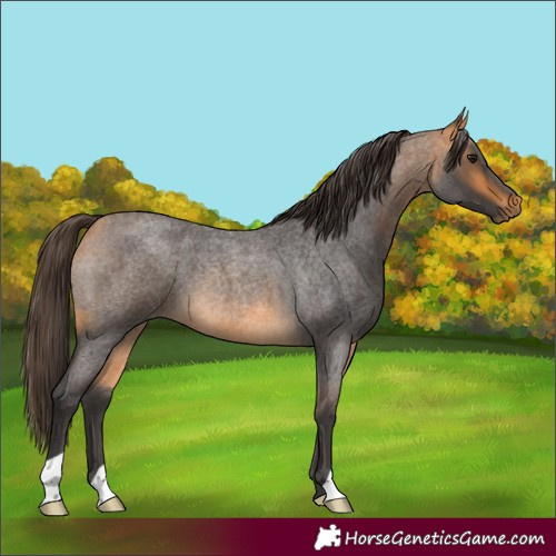 Horse Color:Buckskin Roan 