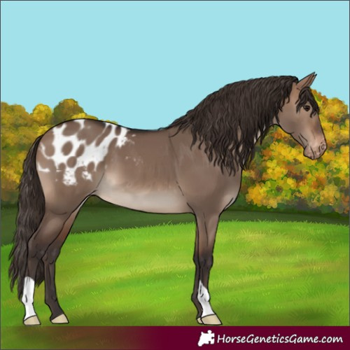 Horse Color:Brown Dun Blanket