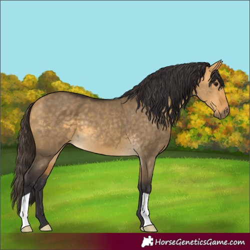 Horse Color:Buckskin Dun