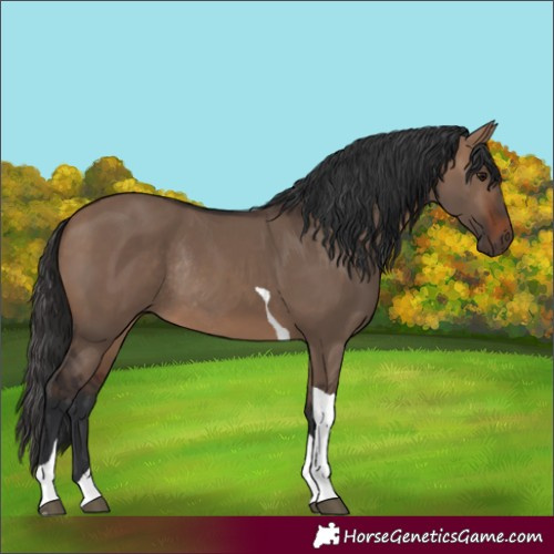 Horse Color:Brown Dun Tobiano Rabicano