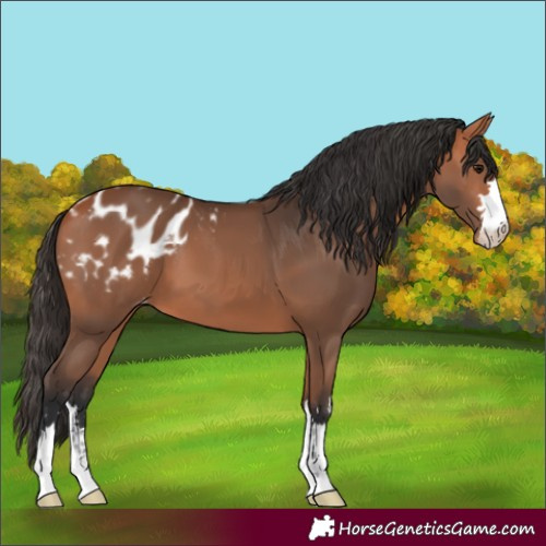 Horse Color:Bay Blanket 