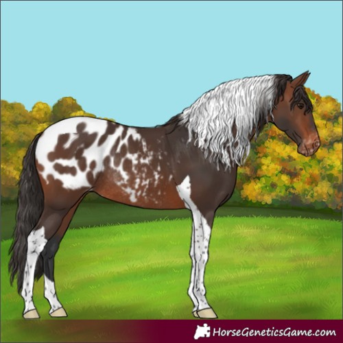 Horse Color:Brown Tobiano Blanket Rabicano 