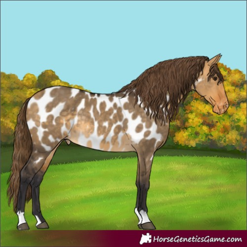 Horse Color:Buckskin Dun Near Leopard Rabicano