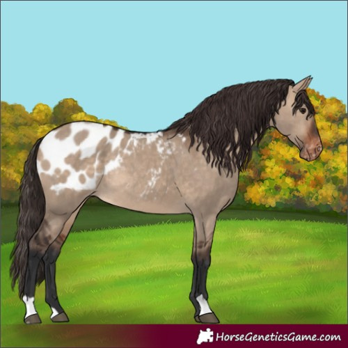 Horse Color:Bay Dun Blanket Rabicano 