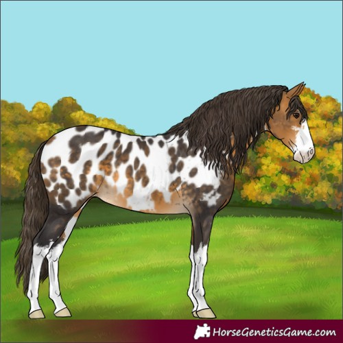 Horse Color:White Spotted Buckskin Blanket 