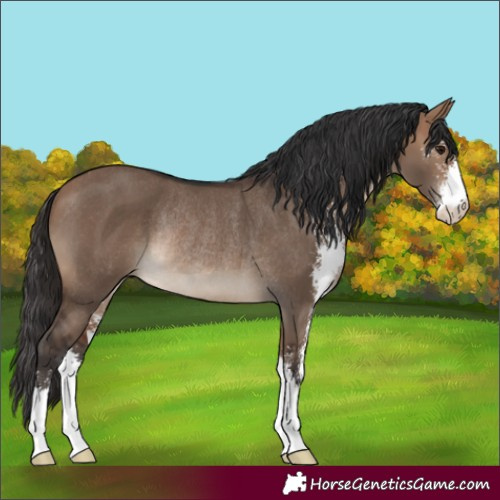 Horse Color:Bay Dun Sabino Rabicano