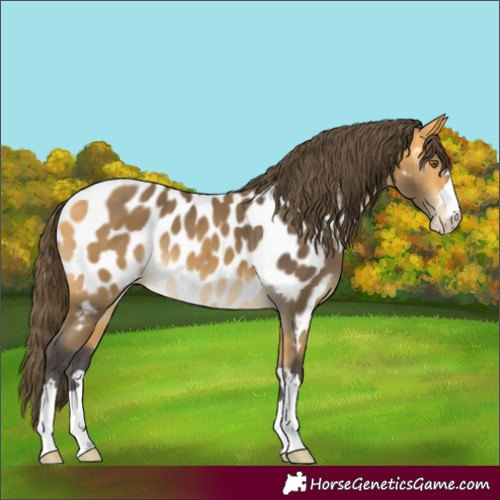 Horse Color:Buckskin Near Leopard 