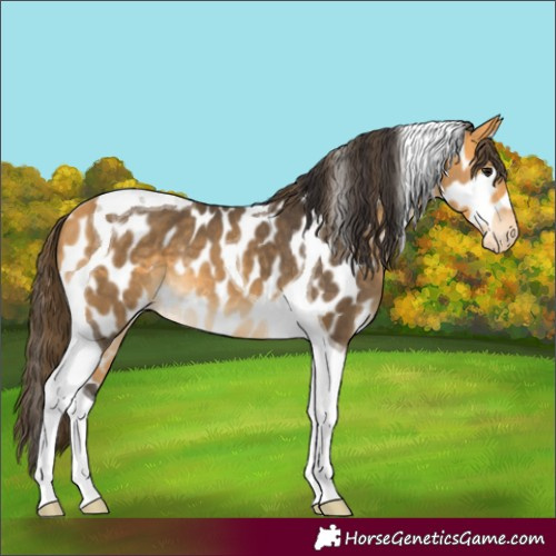 Horse Color:Buckskin Tobiano Leopard 