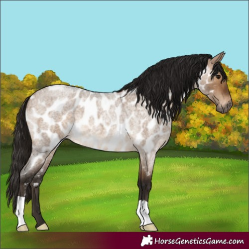Horse Color:Gray Bay Roan Dun Near Leopard