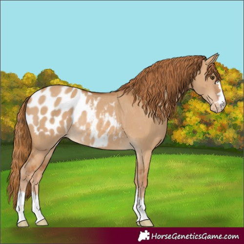 Horse Color:Red Dun Blanket Rabicano