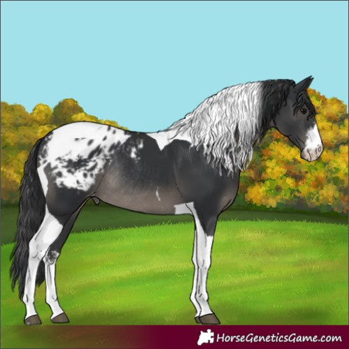 Horse Color:White Spotted Black Tobiano Varnish Rabicano