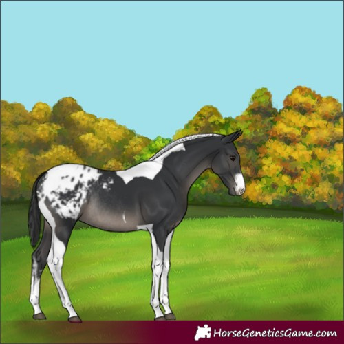 Horse Color:White Spotted Black Tobiano Appaloosa Rabicano 