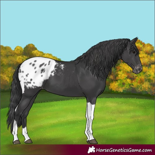 Horse Color:Black Tobiano Blanket