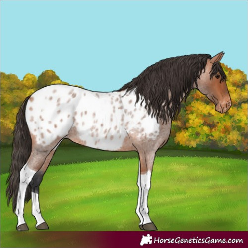 Horse Color:Bay Roan Tobiano Near Leopard Rabicano 