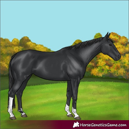 Horse Color:Black Tobiano Rabicano