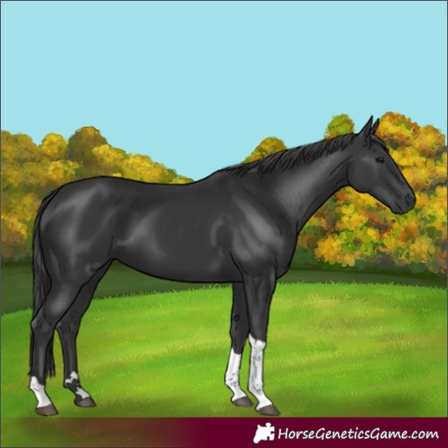 Horse Color:Black Tobiano Rabicano 