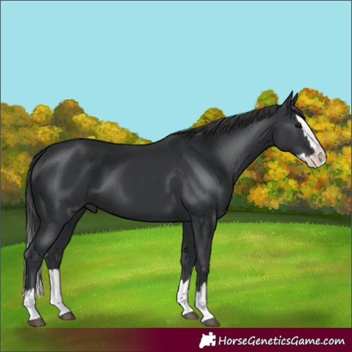 Horse Color:Black Splash