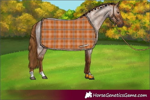 Horse Color:Unknown 