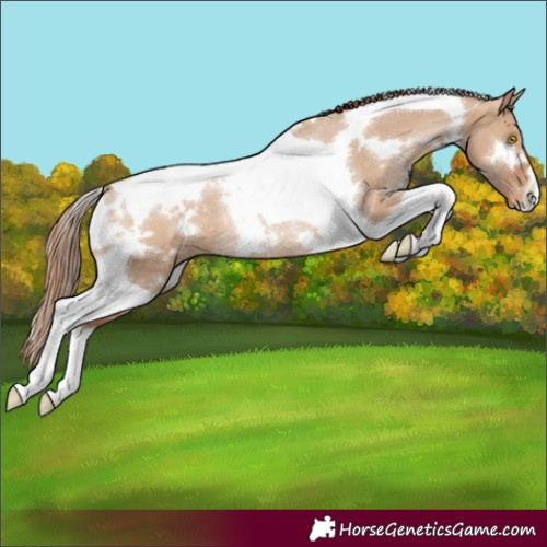 Horse Color:White Spotted Brown Pearl Dun Tobiano Varnish Rabicano 