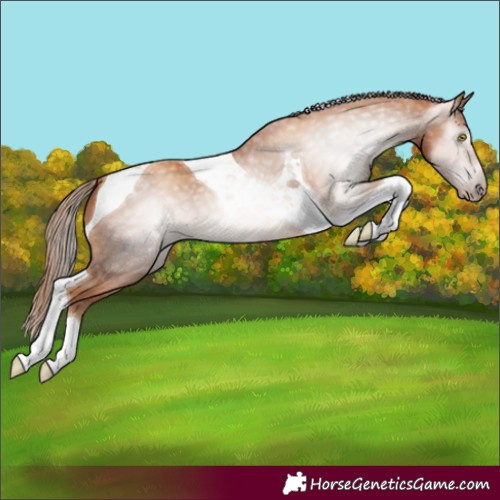Horse Color:Gray Gold Champagne Tobiano