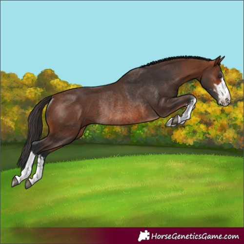Horse Color:Brown Rabicano  and Bay Rabicano 