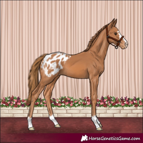 Horse Color:Chestnut Appaloosa 