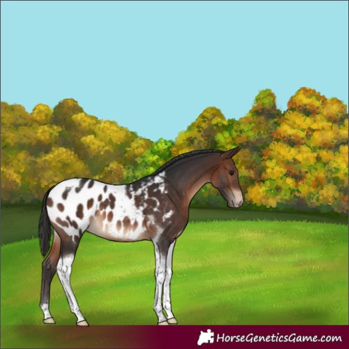 Horse Color:Brown Tobiano Appaloosa