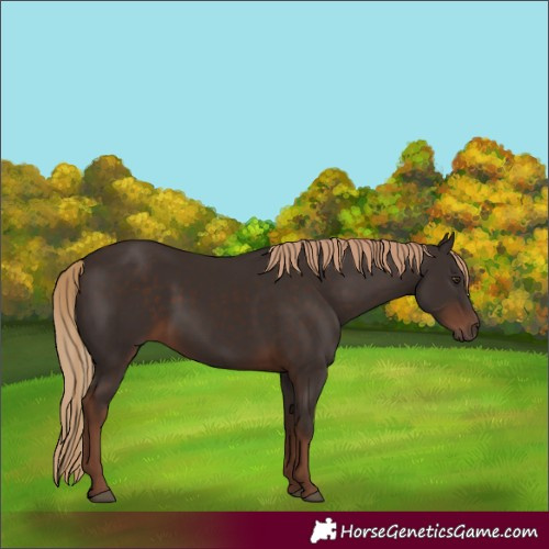 Horse Color:Liver Chestnut 