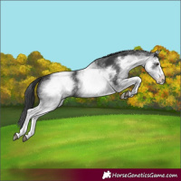 Horse Color:White Spotted Black