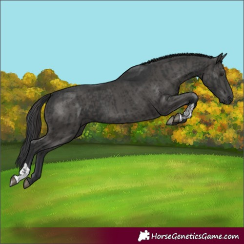 Horse Color:Black  and Black 