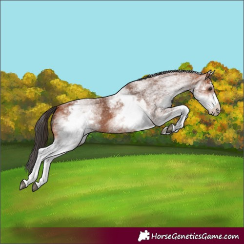Horse Color:White Spotted Bay 