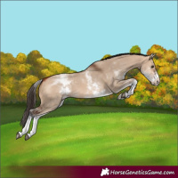 Horse Color:White Spotted Bay Dun